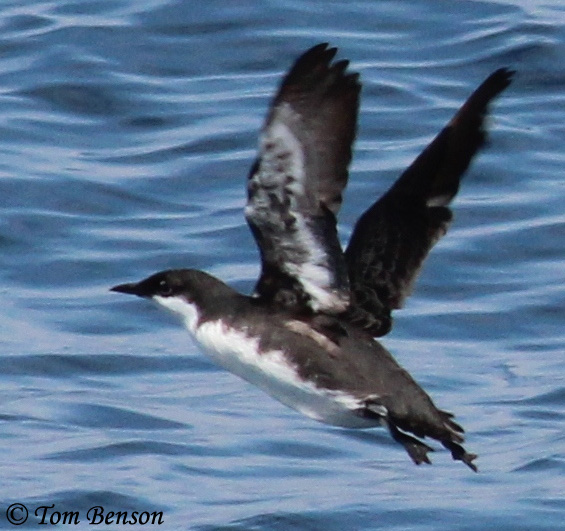 Craveri's Murrelet - Synthliboramphus craveri