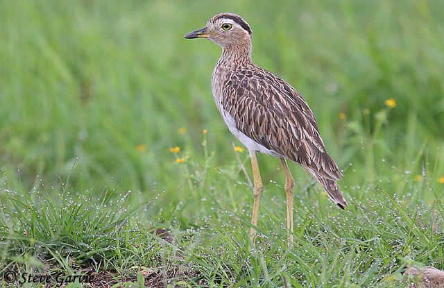 Double-striped Thick-knee - Burhinus bistriatus