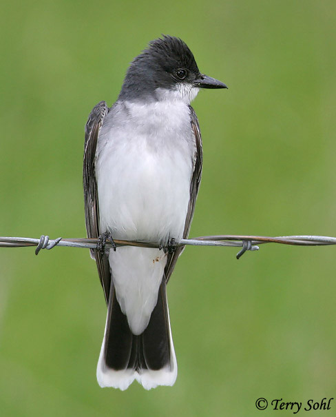 Eastern Kingbird - Tyrannus tyrannus