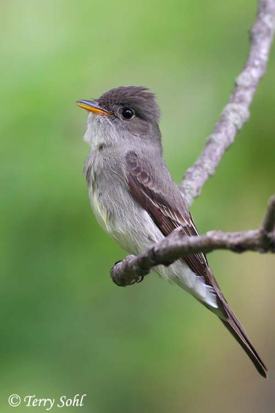 Eastern Wood-pewee - Contopus virens