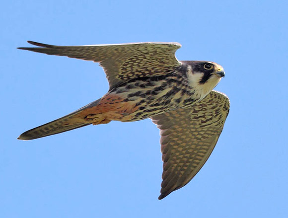 Eurasian Kestrel - Falco tinnunculus - Species Information and Photos