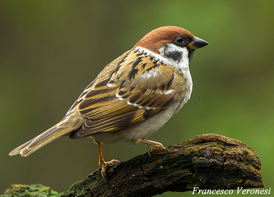 Eurasian Tree Sparrow - Species Information and Photos