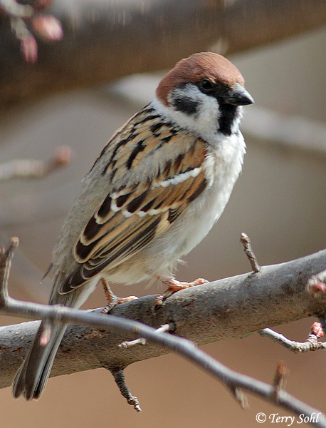 Eurasian Tree Sparrow - Passer montanus
