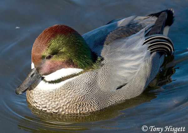 Falcated Duck - Mareca falcata