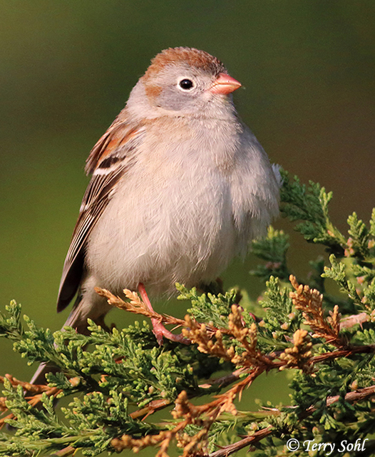 Field Sparrow - Spizella pusilla