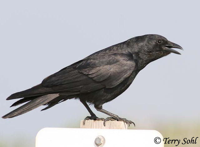 Fish Crow - Corvus ossifragus