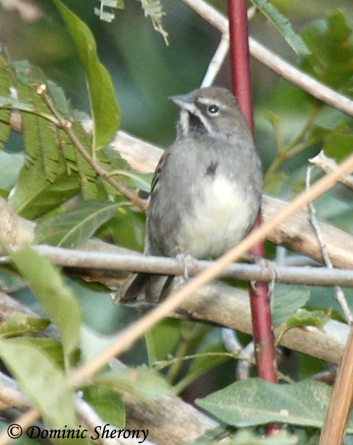 Five-striped Sparrow - Amphispiza quinquestriata
