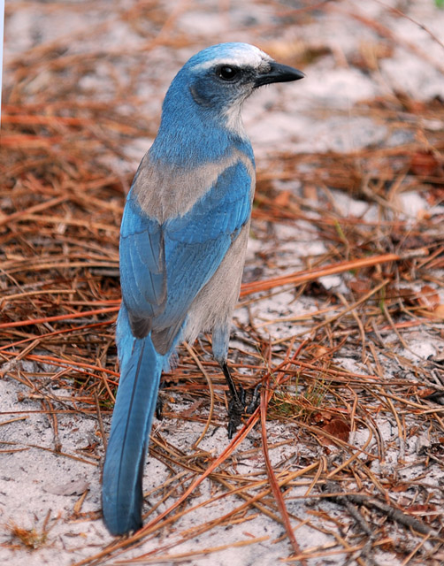 Florida Scrub-Jay - Aphelocoma coerulescens