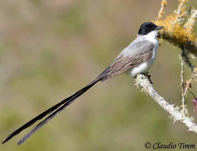 Fork-tailed Flycatcher - Tyrannus savana