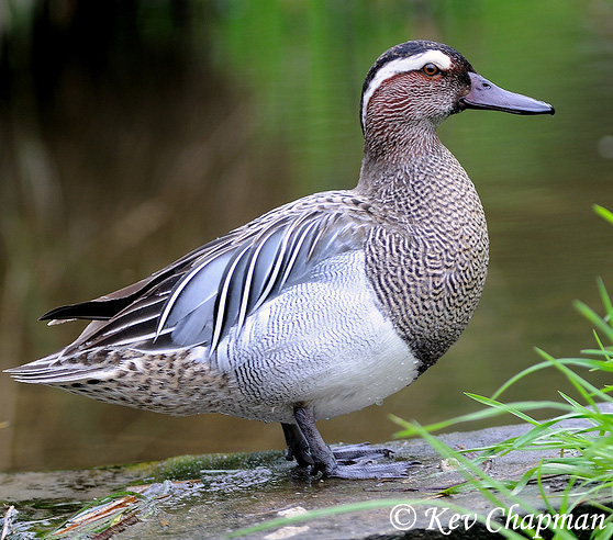 Garganey - spatula querquedula