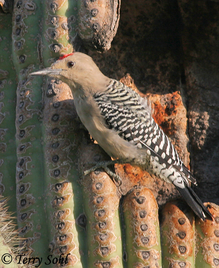 Gila Woodpecker - Melanerpes uropygialis