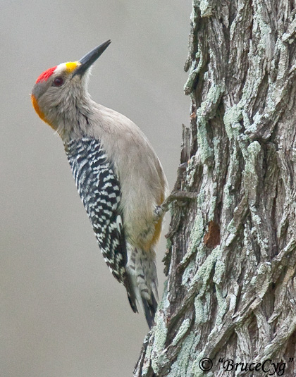 Golden-fronted Woodpecker - Melanerpes aurifrons