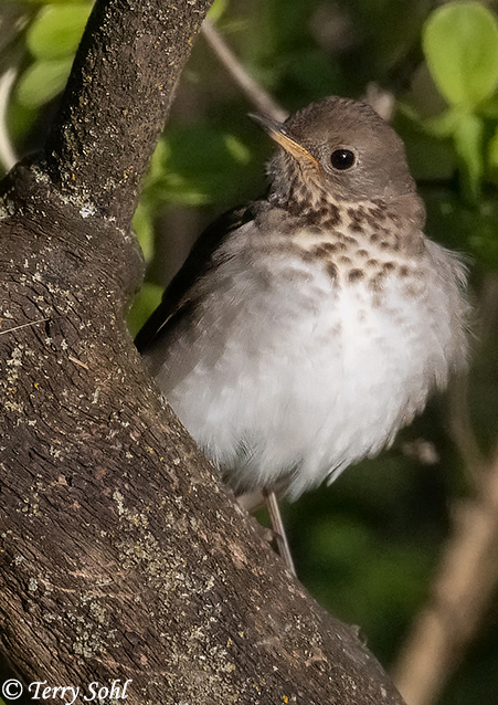 Gray-cheeked Thrush - Catharus minimus