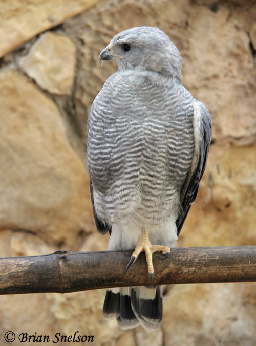 Gray Hawk - Buteo plagiatus