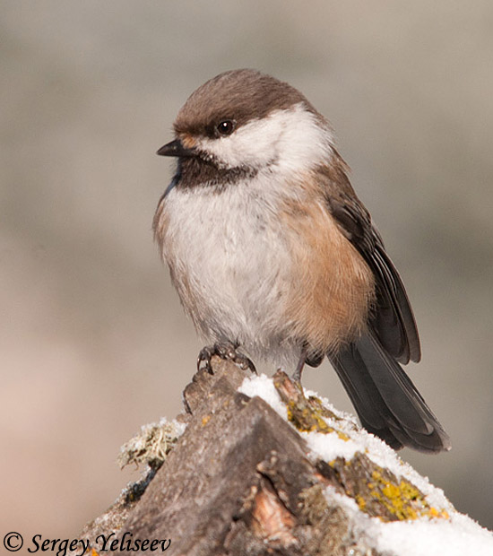 Gray-headed Chickadee - Poecile cinctus