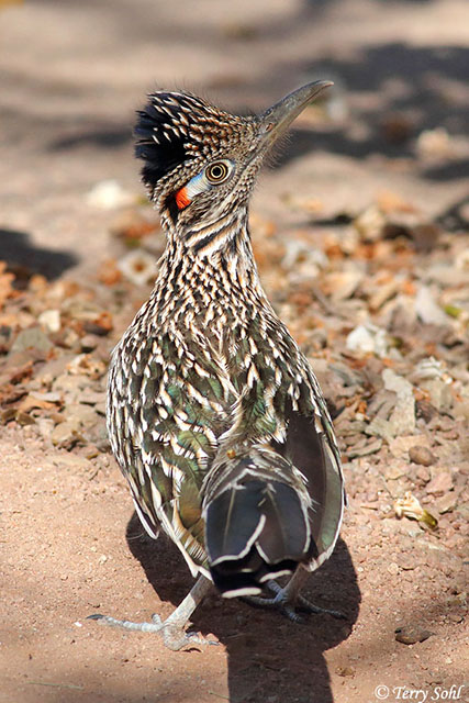 Roadrunner - Bird - Geococcyx californianus - DesertUSA