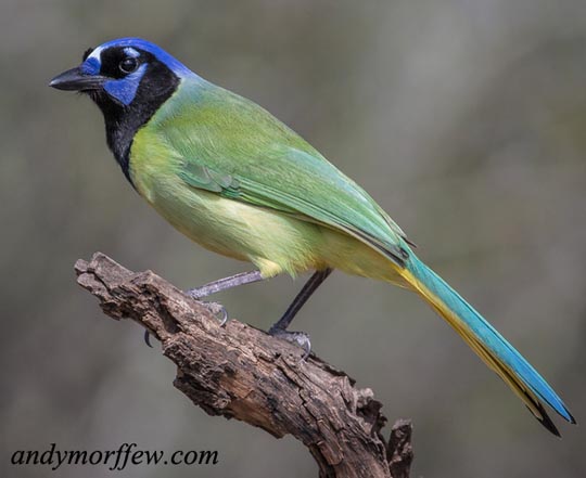 Green Jay Information And Images