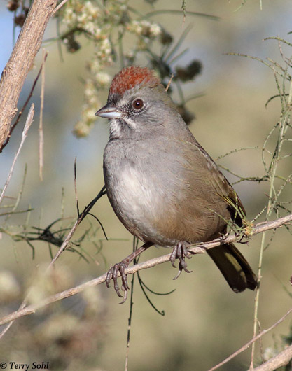 Green-tailed Towhee - Pipilo chlorurus