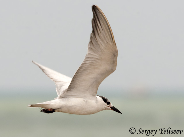 Gull-billed Tern - Gelochelidon nilotica