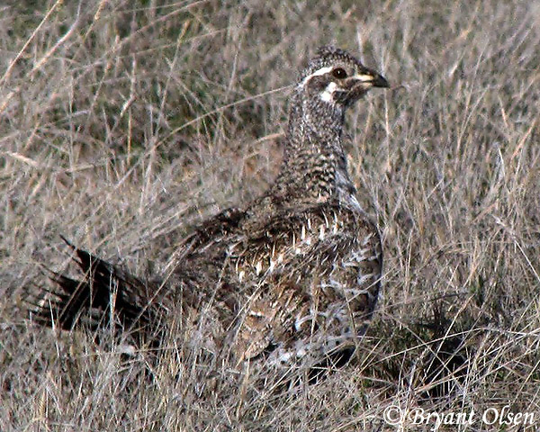 Gunnison Sage-Grouse - Centrocercus minimus