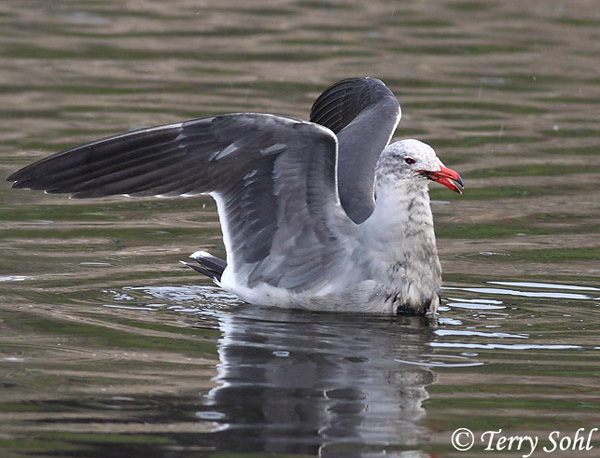 Heermann's Gull - Larus heermanni