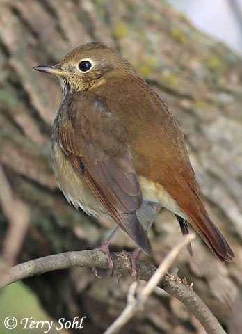 Hermit Thrush - Catharus guttatus