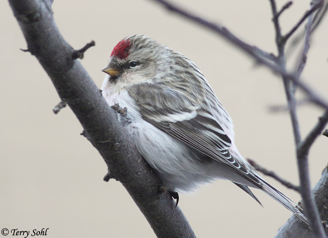 Hoary Redpoll - Carduelis hornemanni