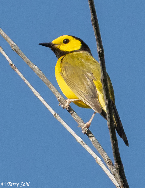 Hooded Warbler - Setophaga citrina