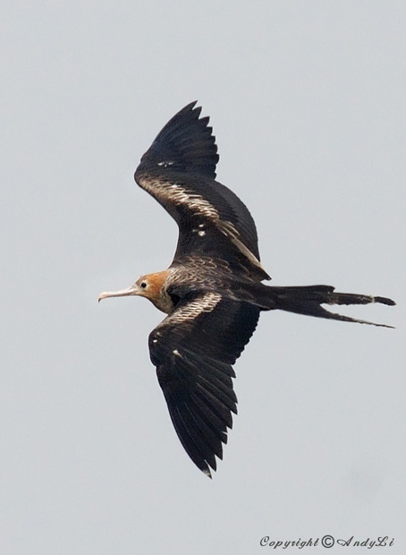 Lesser Frigatebird - Fregata ariel