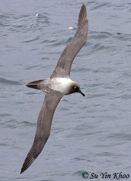 Light-mantled Albatross - Phoebetria palpebrata