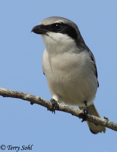 Loggerhead Shrike - Lanius ludovicianus