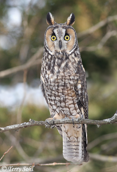 Long-eared Owl - Asio otus