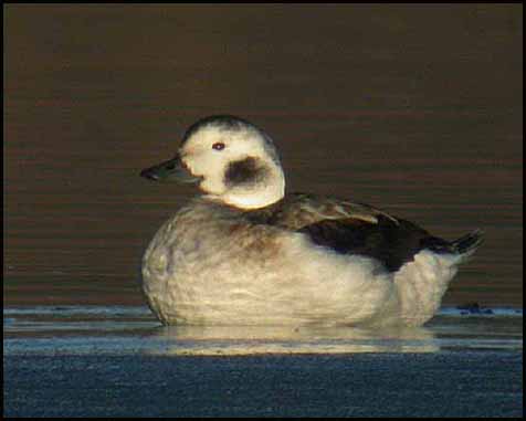 Long-tailed Duck - Clangula hyemalis