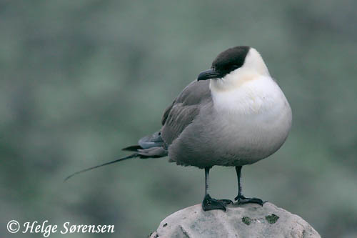 Long-tailed Jaeger - Stercorarius longicaudus