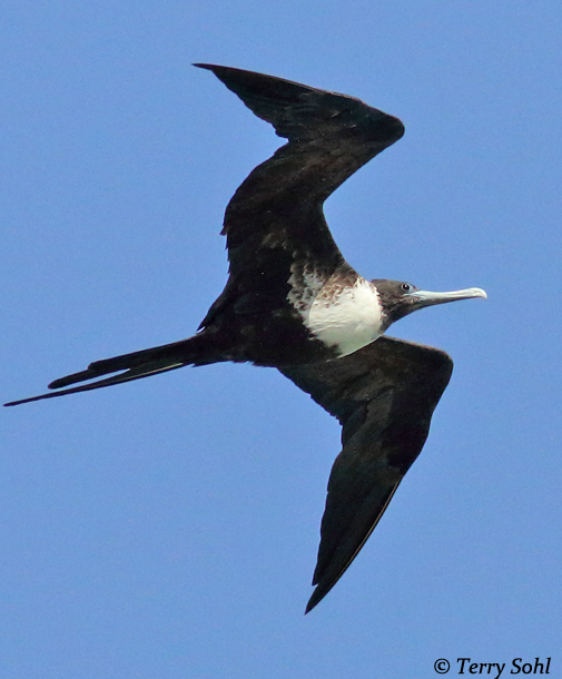 Magnificent Frigatebird - Fregata magnificens