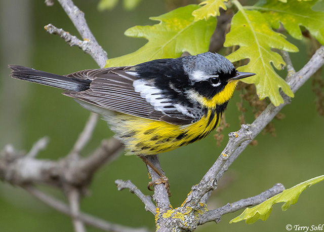 Magnolia Warbler - Setophaga magnolia