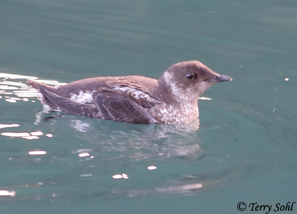 Marbled Murrelet Species Information And Photos
