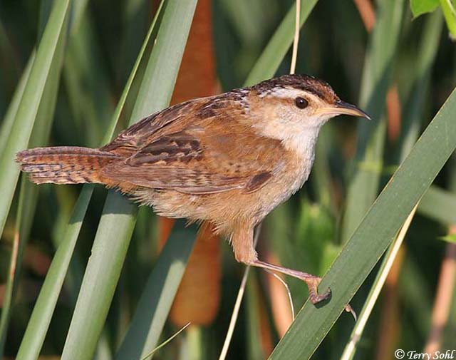 Marsh Wren - Cistothorus palustris