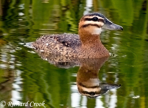 Masked Duck - Nomonyx dominicus