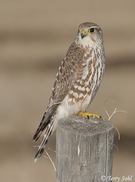 Merlin - Falco columbarius