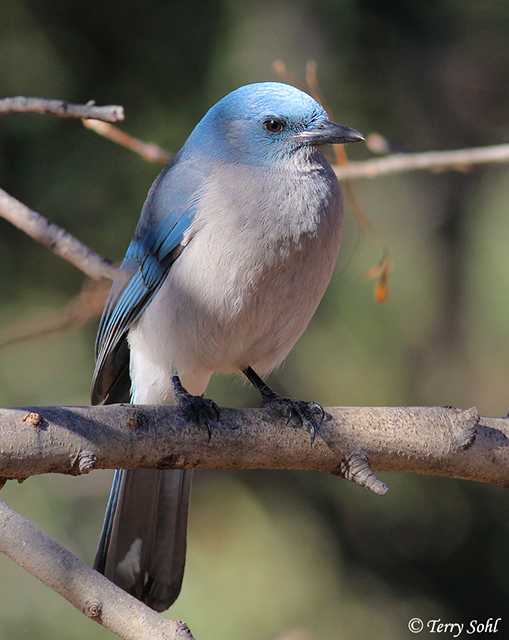 Mexican Jay - Aphelocoma wollweberii 