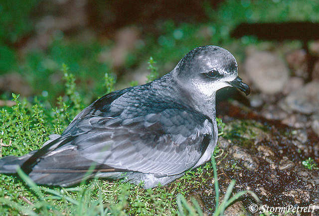 Mottled Petrel - Pterodroma inexpectata