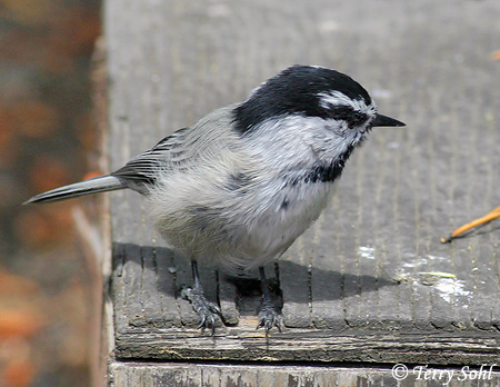 Mountain Chickadee - Poecile gambeli