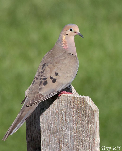 mourning dove male