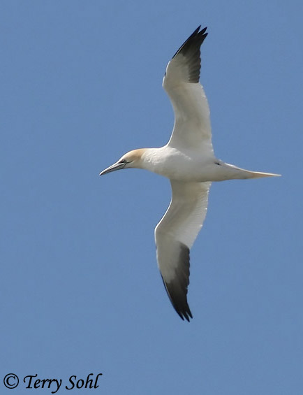 Northern Gannet - Morus bassanus