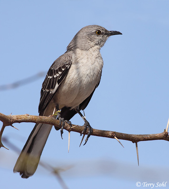 Northern Mockingbird - Mimus polyglottos 