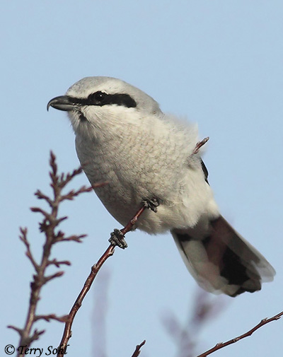 Northern Shrike - Lanius borealis