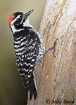 Nuttall's Woodpecker - Picoides nuttallii