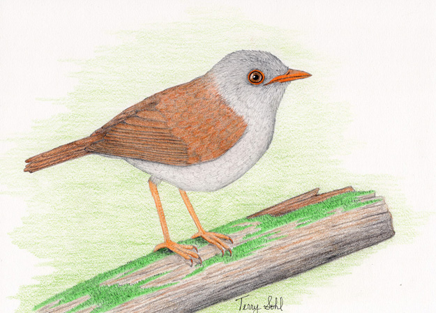 Orange-billed Nightingale-Thrush - Catharus aurantilrostris