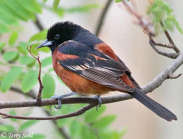 Orchard Oriole - Icterus spurius